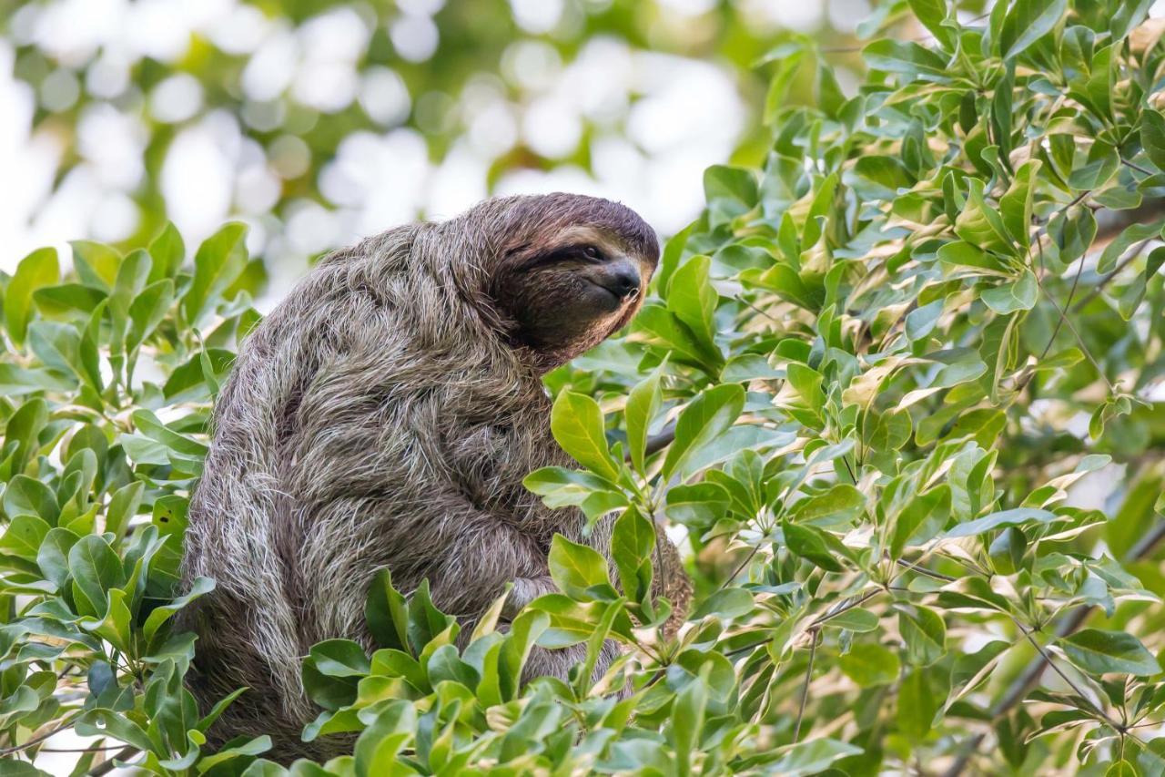 Finca Sueno De Osa Puerto Jiménez Dış mekan fotoğraf