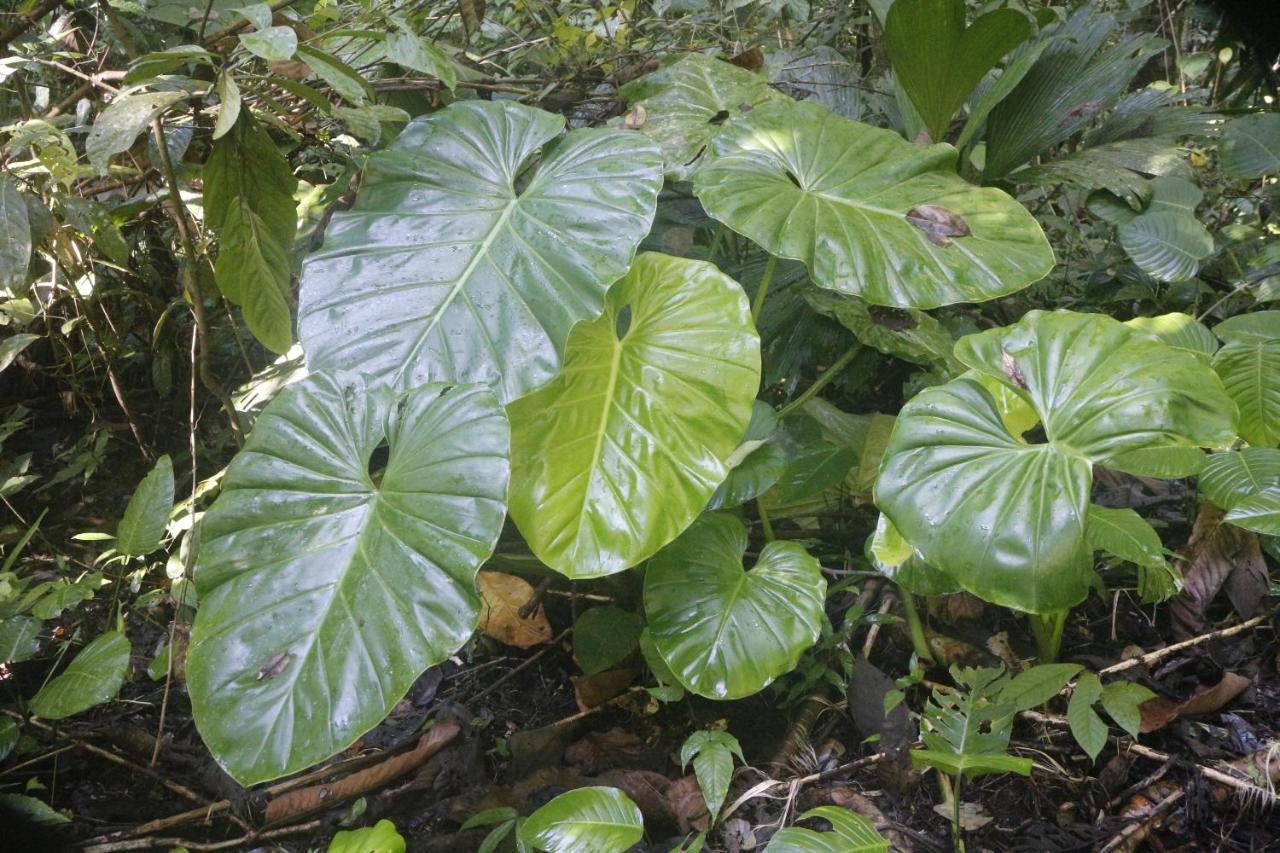 Finca Sueno De Osa Puerto Jiménez Dış mekan fotoğraf