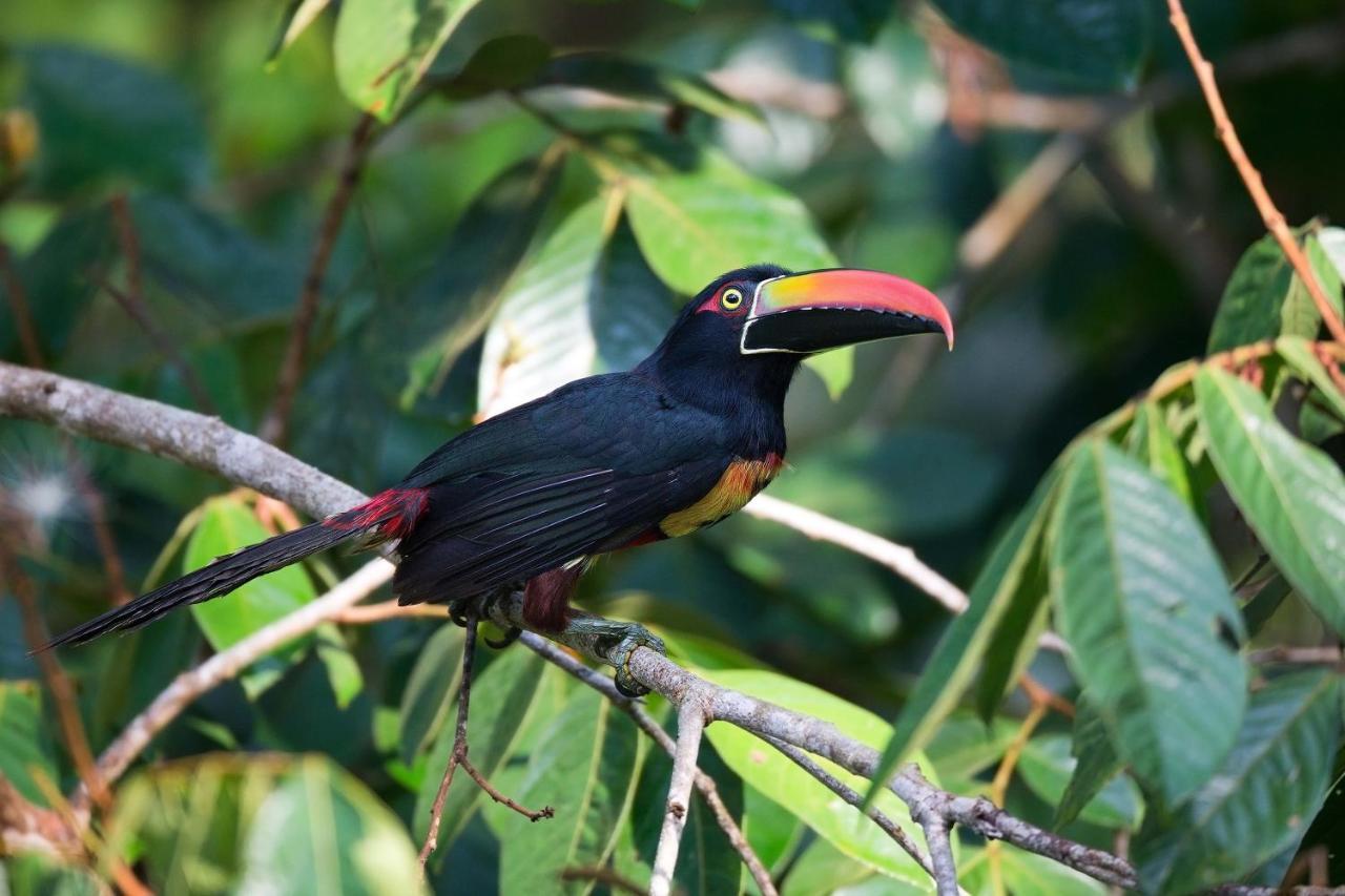 Finca Sueno De Osa Puerto Jiménez Dış mekan fotoğraf