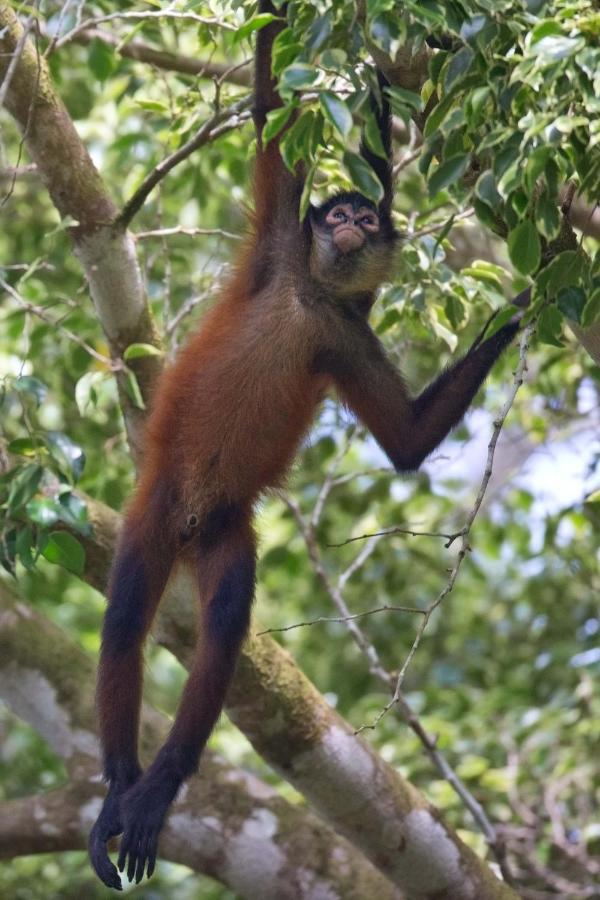 Finca Sueno De Osa Puerto Jiménez Dış mekan fotoğraf